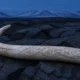 Wrangel Island woolly mammoth tusk genome extinction study